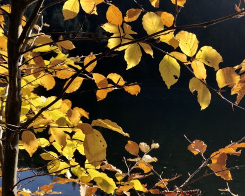 Gut gegen den Herbstblues