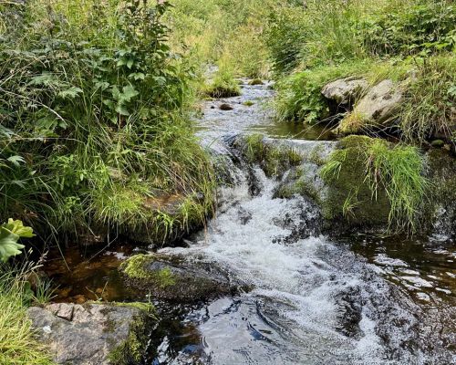Sommerfrische für Körper und Geist