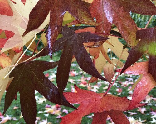 Gut gegen den Herbstblues