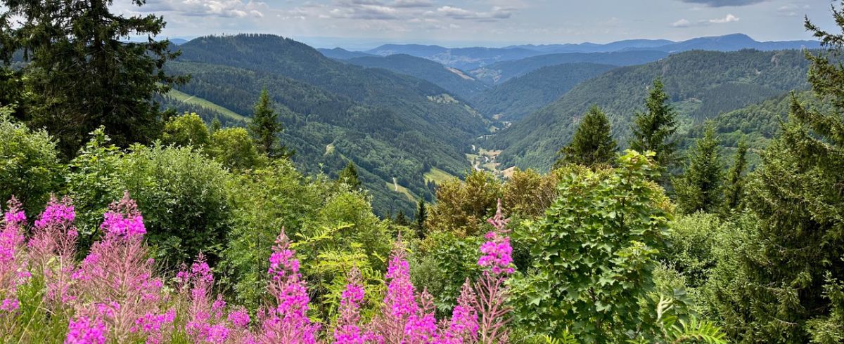 Tal im Schwarzwald