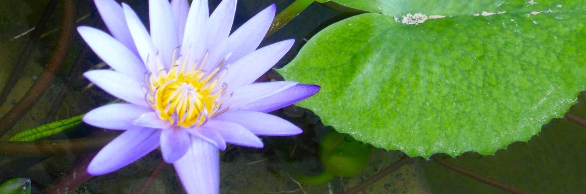 Lotusblüte violett