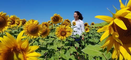 Stephanie im Sonnenblumenfeld