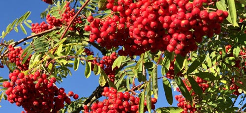 Vogelbeeren