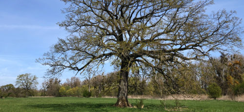 Baum auf der Wiese