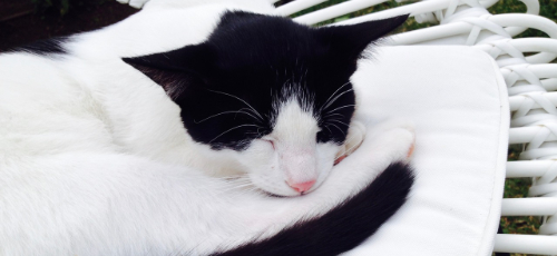 Katze auf Stuhl schlafend