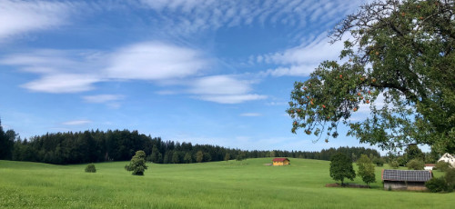 Wiesenlandschaft