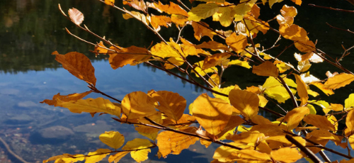 Gelbes Laub am Baum