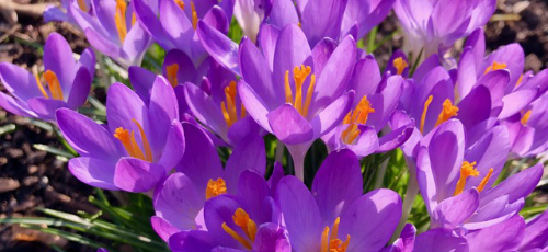 Meditationstaum mit Matten