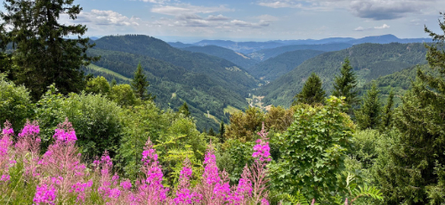 Landschaftsbild vom Schwarzwald