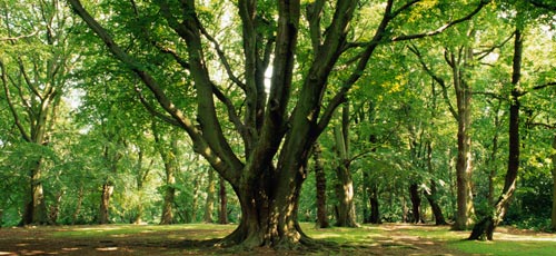 alter Baum im Waldstück