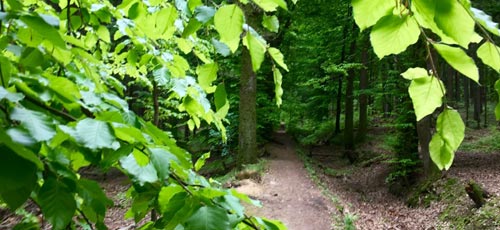 Waldweg