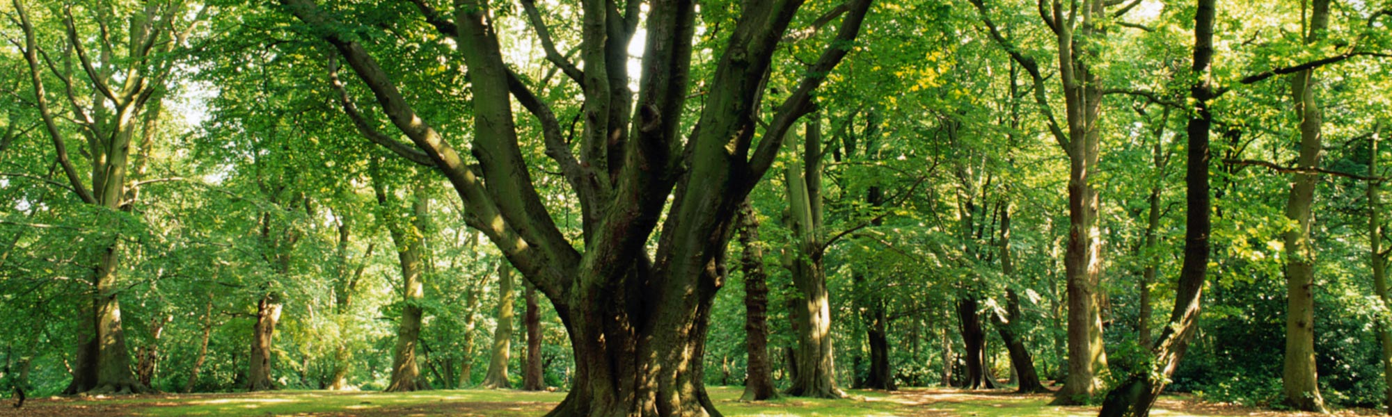 Kraftplatz Baum