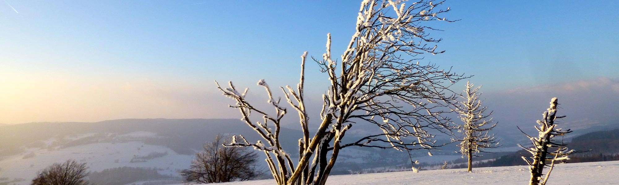 Baum mit Schnee bedeckt