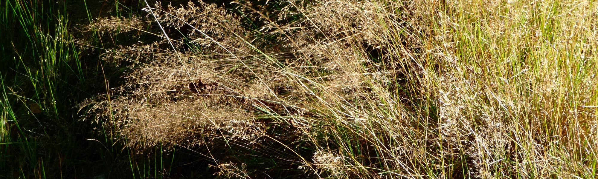 Gras
