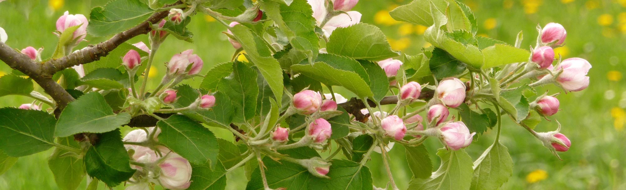 Blüten am Baum